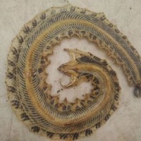 支持藥檢正品養殖蘄蛇 蛇干 人工飼養五步蛇干 中藥材批發