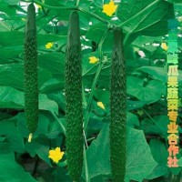 供應原產地黃瓜，品質高口感脆