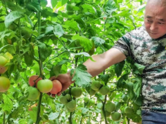 【鄉(xiāng)村振興】下窯溝村:設(shè)施農(nóng)業(yè)種出“金疙瘩”