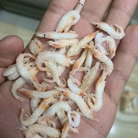 寵物飼料蝦干倉鼠糧零食蝦干小蝦干面包蟲魚干蝦干黃粉蟲干白蝦干