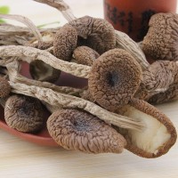 茶樹(shù)菇批發(fā) 真正冰菇苞 不開(kāi)傘 好品質(zhì)產(chǎn)地直銷一件代發(fā)