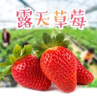 大涼山露天草莓新鮮水果 好吃有營養自家果園鮮香 新鮮采摘