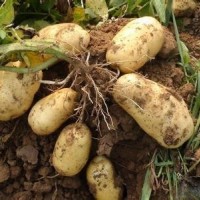 熱銷(xiāo)冷庫(kù)保鮮荷蘭土豆(紙箱包裝，袋裝的都有)