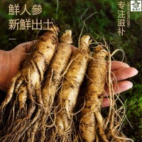 人參長白山人參鮮人參鮮人參泡酒煲湯山參現挖帶土鮮參整支直發