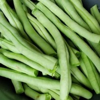 豆角段食堂配送 綠色蔬菜批發(fā)采購 凈菜廠家 秦皇島豐禾農業(yè)