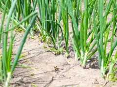 自家種植什么蔬菜容易高產(chǎn)?