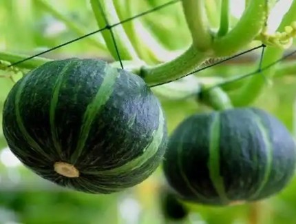 種植南瓜如何進(jìn)行整枝打杈？