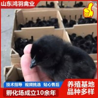 廠家低價出售 五黑雞活苗活體 半斤脫溫苗 青年雞苗 包活到家