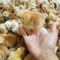 山東孵化場紅玉雞 農家紅玉雞 出殼大紅公雞