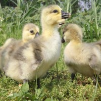 正宗潮汕獅頭鵝特大種活體幼鵝純種獅頭鵝仔高存活率批量批發(fā)零售