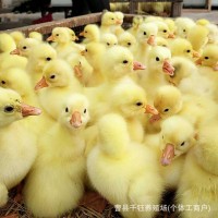 純種大三花鵝脫溫活體大白鵝崽產(chǎn)蛋鵝健康幼鵝高純活率養(yǎng)殖優(yōu)選