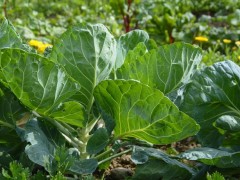 如何改善大棚土壤中顏色發青與發紅的問題？