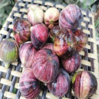 紅奧芬無(wú)花果樹(shù)苗1-2年苗 大青皮苗新地育苗 澤雨農(nóng)業(yè)