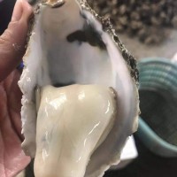 鮮活廣東湛江貝類牡蠣生蠔半殼帶殼100斤商用生蠔地攤燒烤批發(fā)