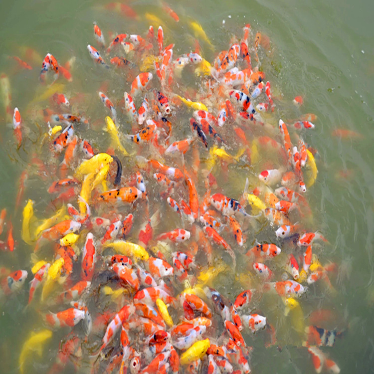 3182490144_1309547206