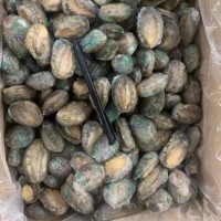 成都活凍鮑魚批發(fā)20斤件 單凍散裝鮑魚中餐酒店 佛跳墻帶殼鮑魚