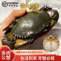 C緬甸雄蟹空運 孟加拉青蟹鮮活 公螃蟹野生1只130g左右香辣蟹