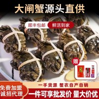 【活蟹現(xiàn)貨】蘇州精品批發(fā)團(tuán)購大閘蟹鮮活螃蟹禮盒中秋禮專享優(yōu)惠
