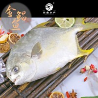 新鮮金鯧魚無冰鮮活速凍海捕二去金鯧魚特大號湛江金鯧魚海鮮批發(fā)